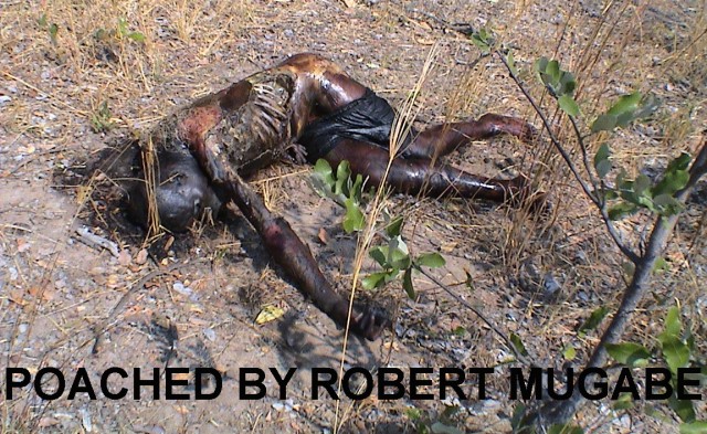 Robert Mugabe is Zimbabwe’s biggest and most evil poacher :Spot the difference
